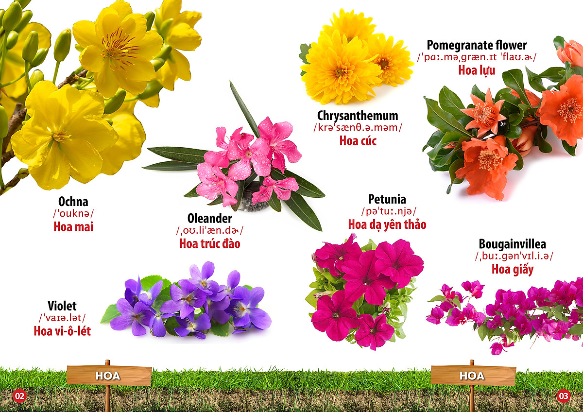 từ điển bằng hình - song ngữ anh-việt - hoa, quả, rau, củ