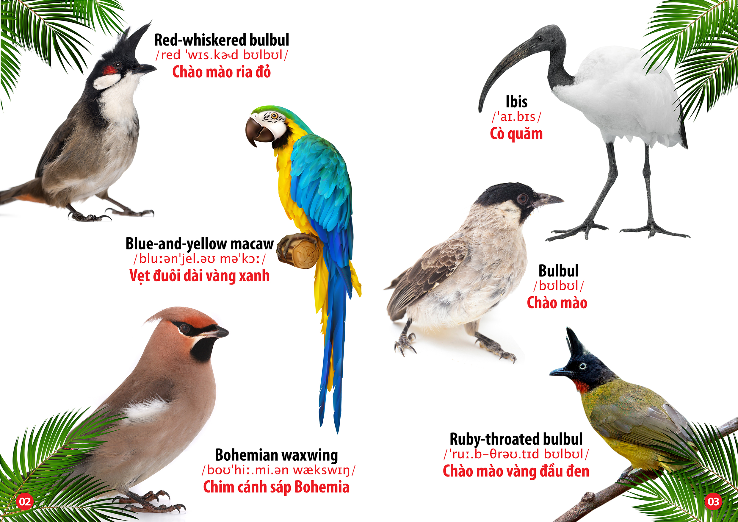 từ điển bằng hình thế giới loài chim (song ngữ anh - việt)