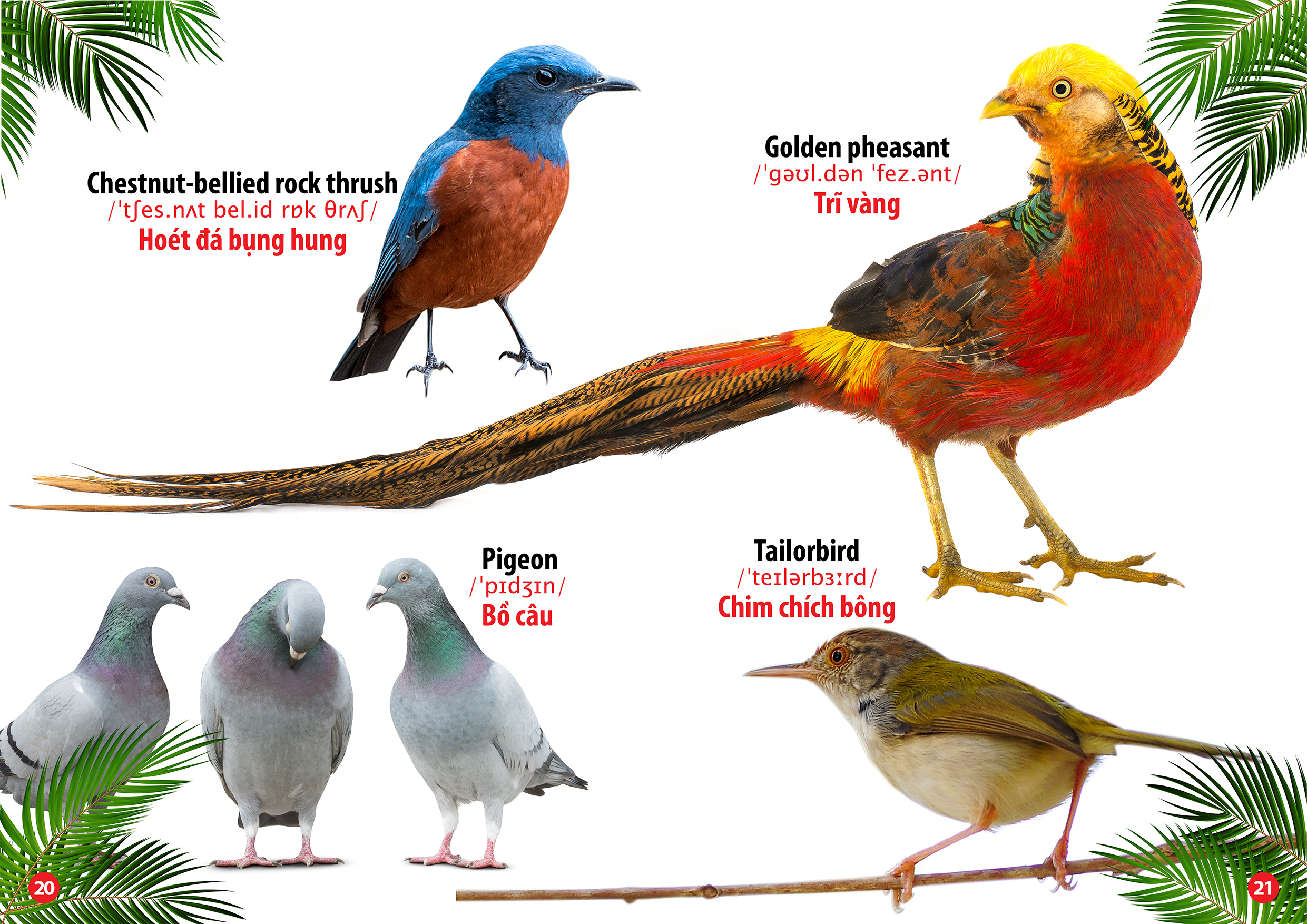từ điển bằng hình thế giới loài chim (song ngữ anh - việt)