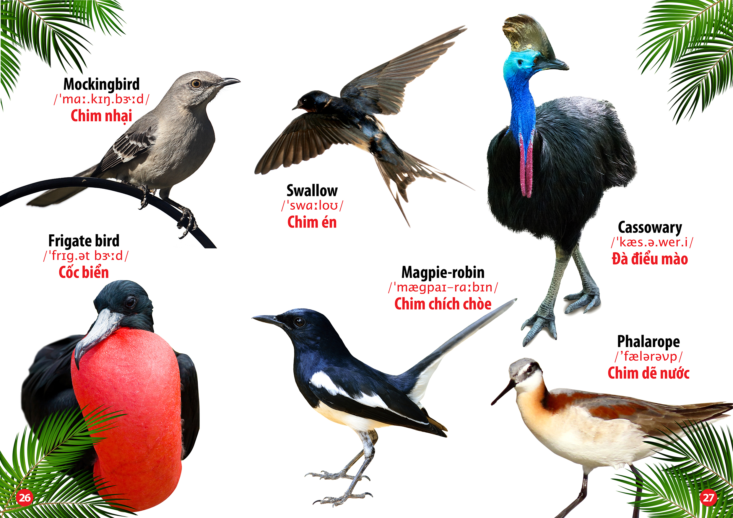 từ điển bằng hình thế giới loài chim (song ngữ anh - việt)