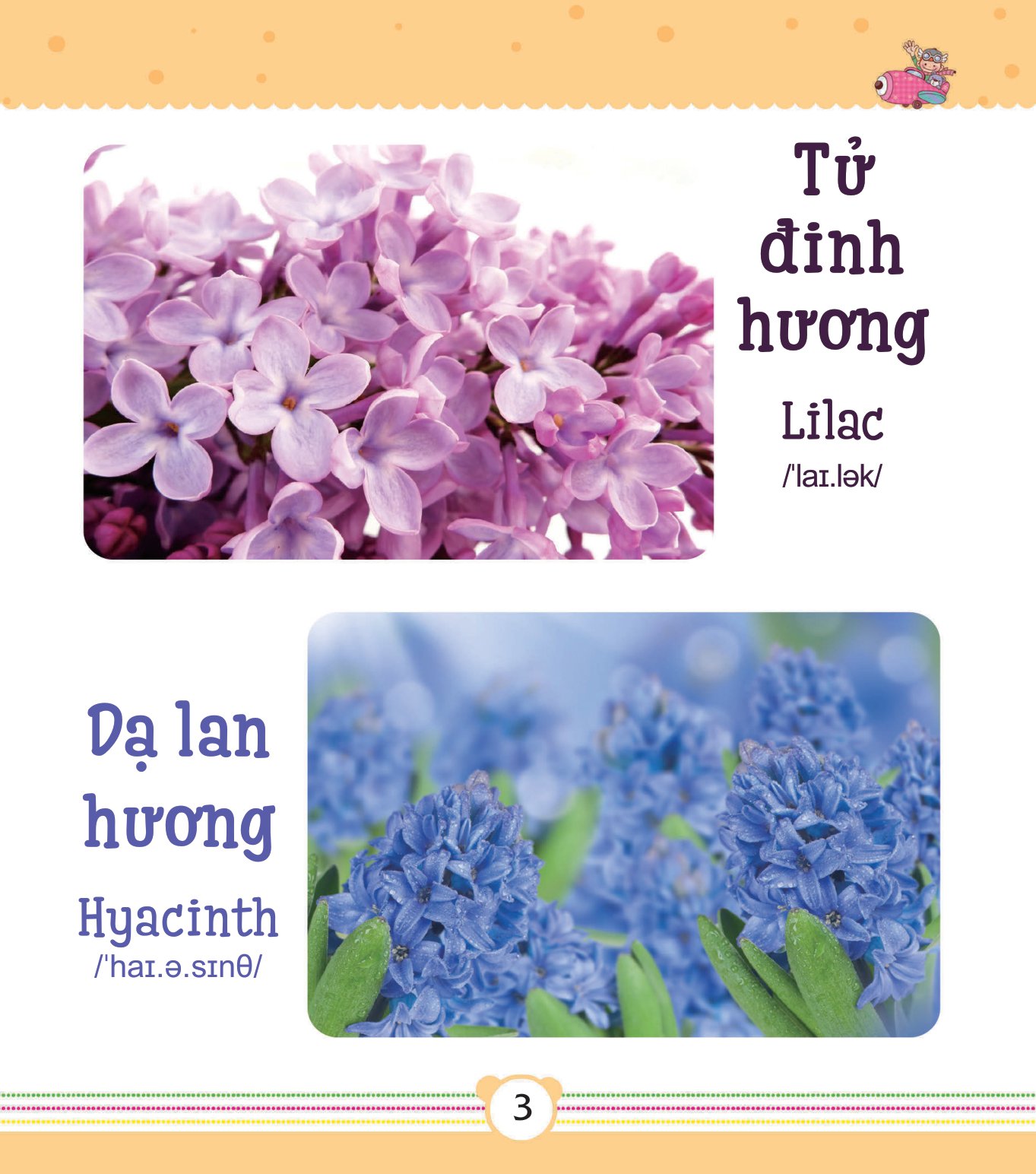 từ điển bằng tranh dành cho trẻ em - các loài hoa