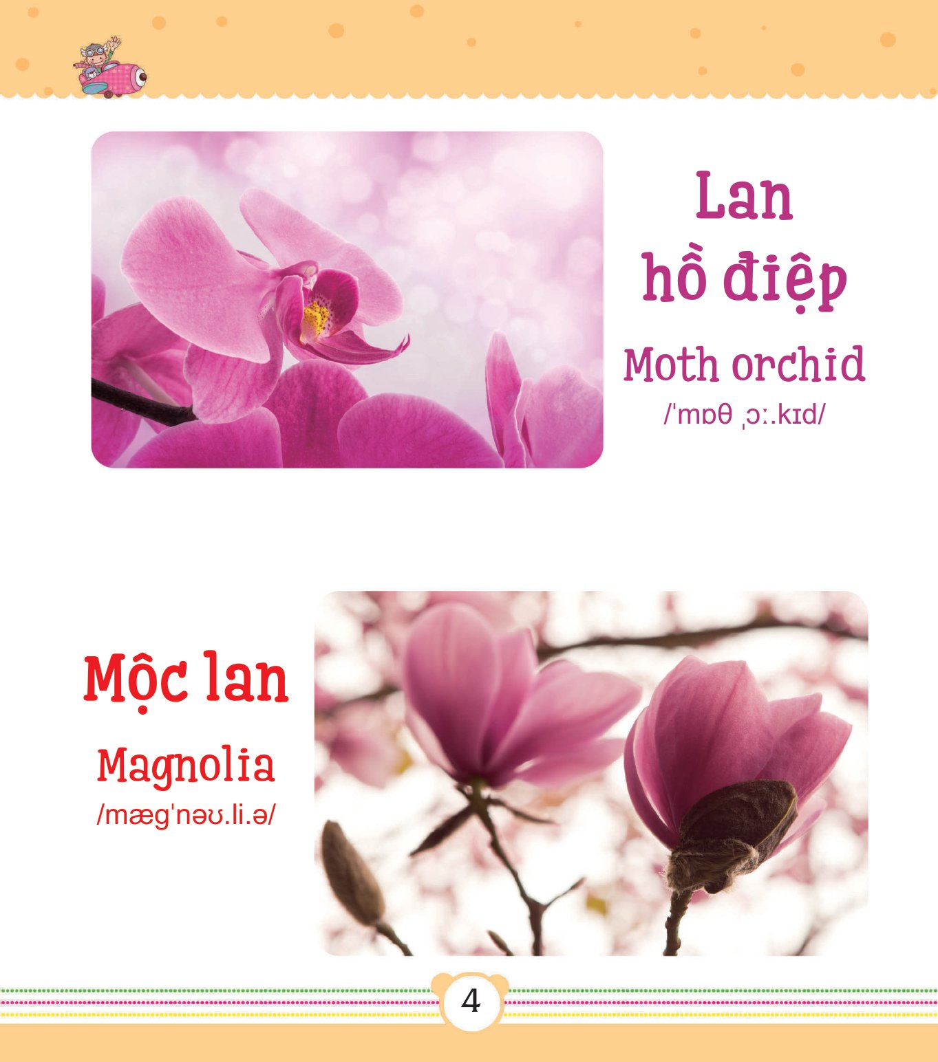 từ điển bằng tranh dành cho trẻ em - các loài hoa