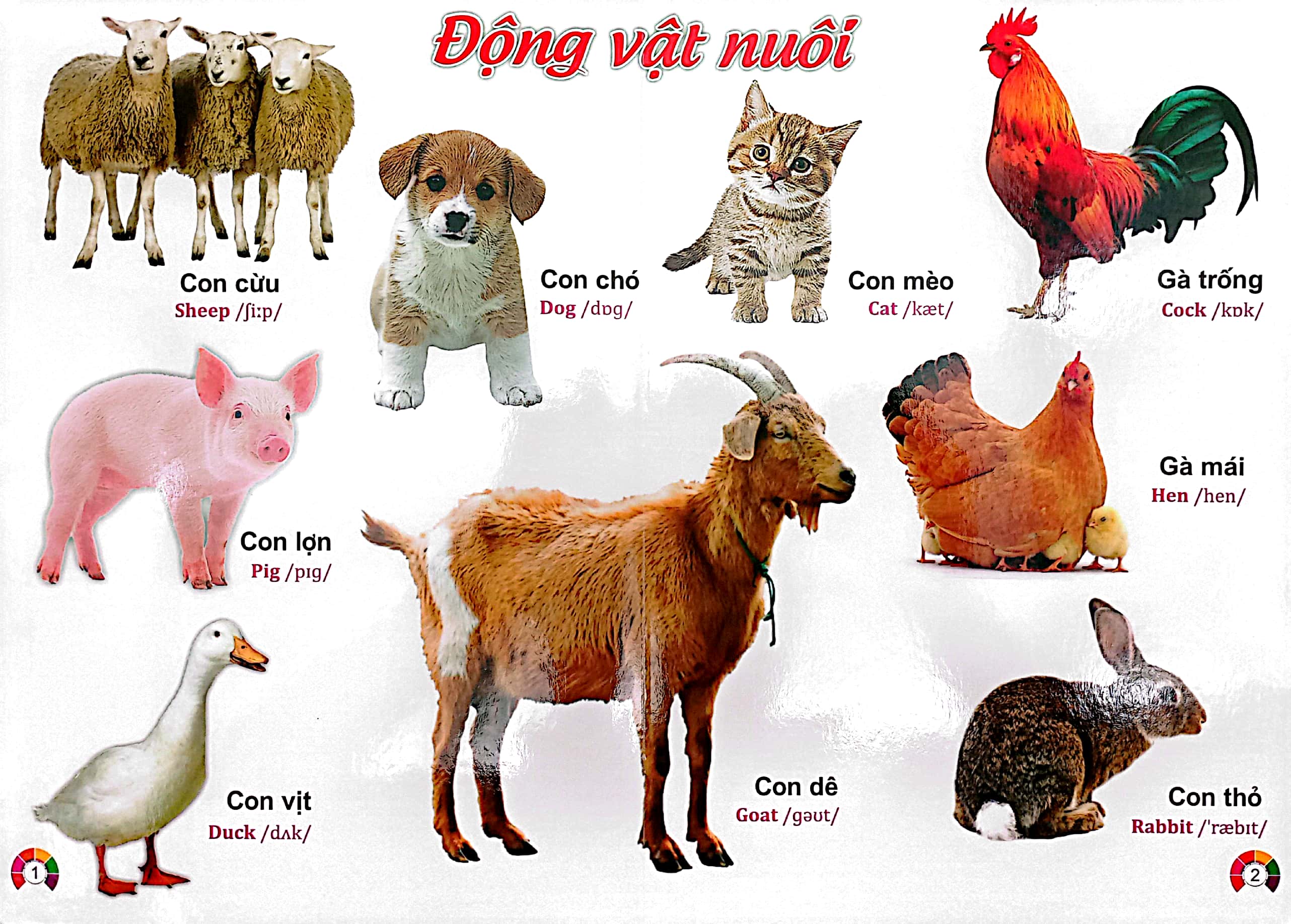 từ điển bằng tranh động vật - song ngữ việt - anh - bìa cứng (có phiên âm)