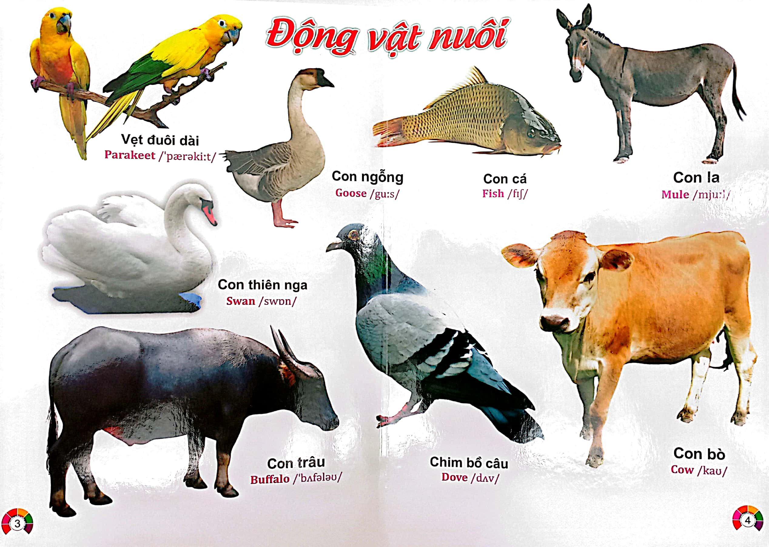 từ điển bằng tranh động vật - song ngữ việt - anh - bìa cứng (có phiên âm)