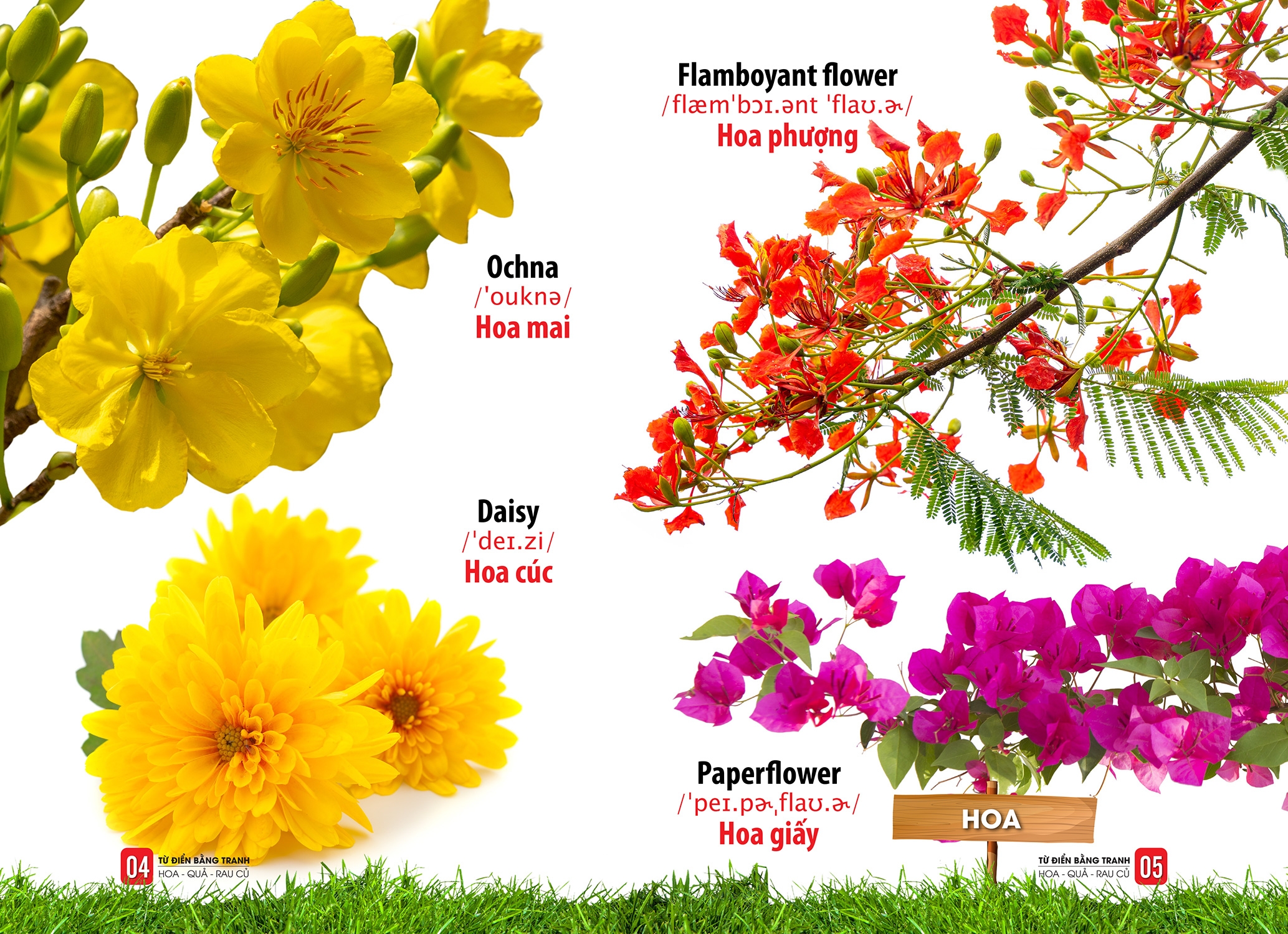 từ điển bằng tranh - hoa, quả, rau củ