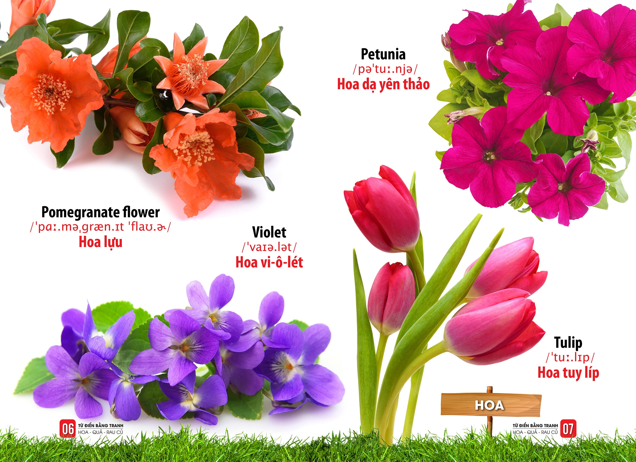 từ điển bằng tranh - hoa, quả, rau củ