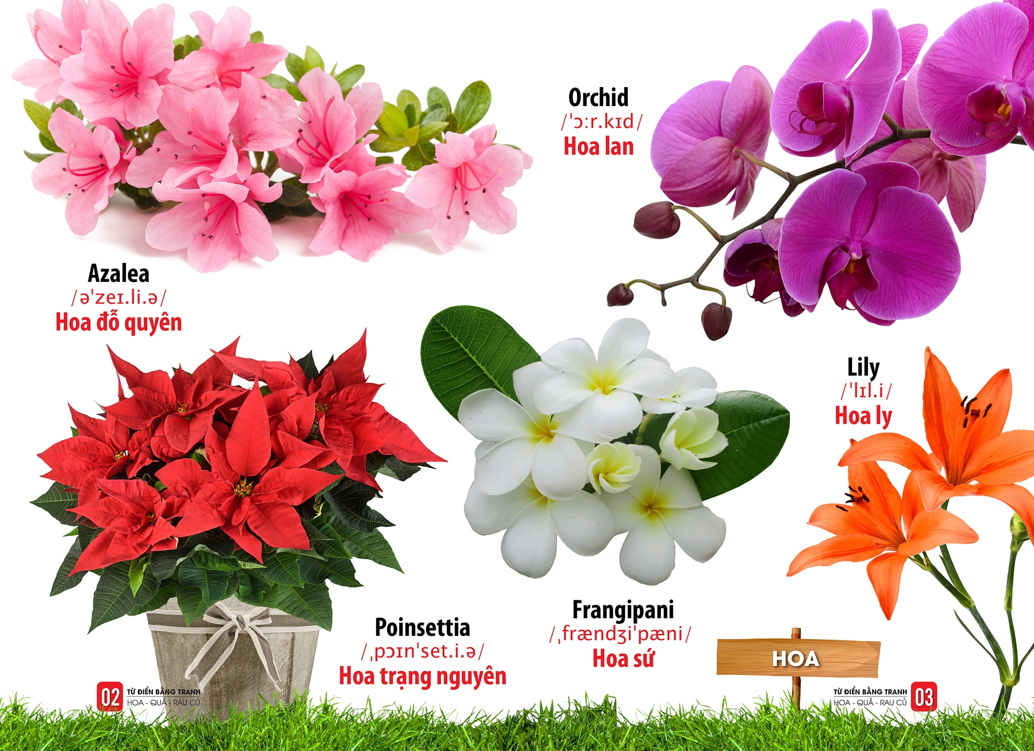 từ điển bằng tranh - hoa, quả, rau củ