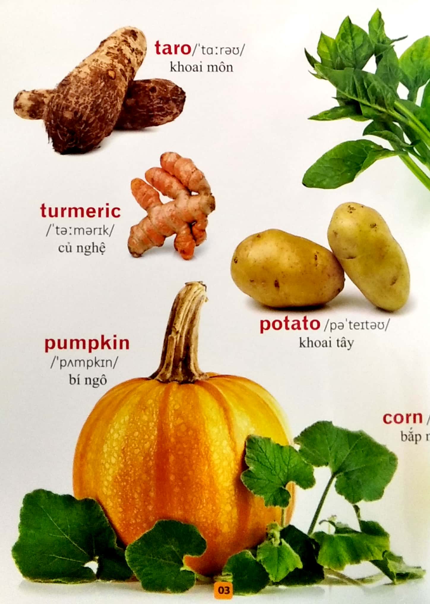 từ điển bằng tranh - rau củ quả (tái bản 2023)