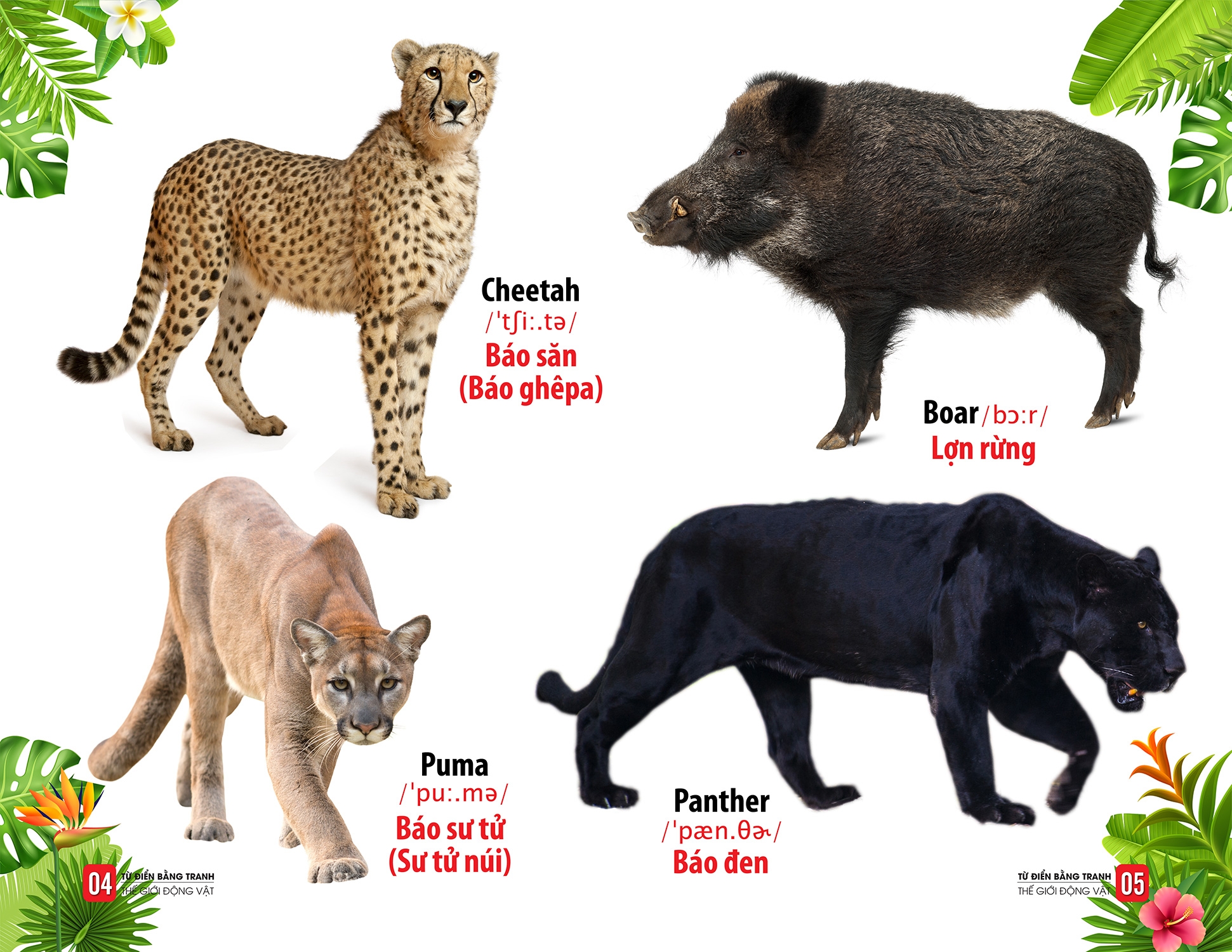 từ điển bằng tranh - thế giới động vật