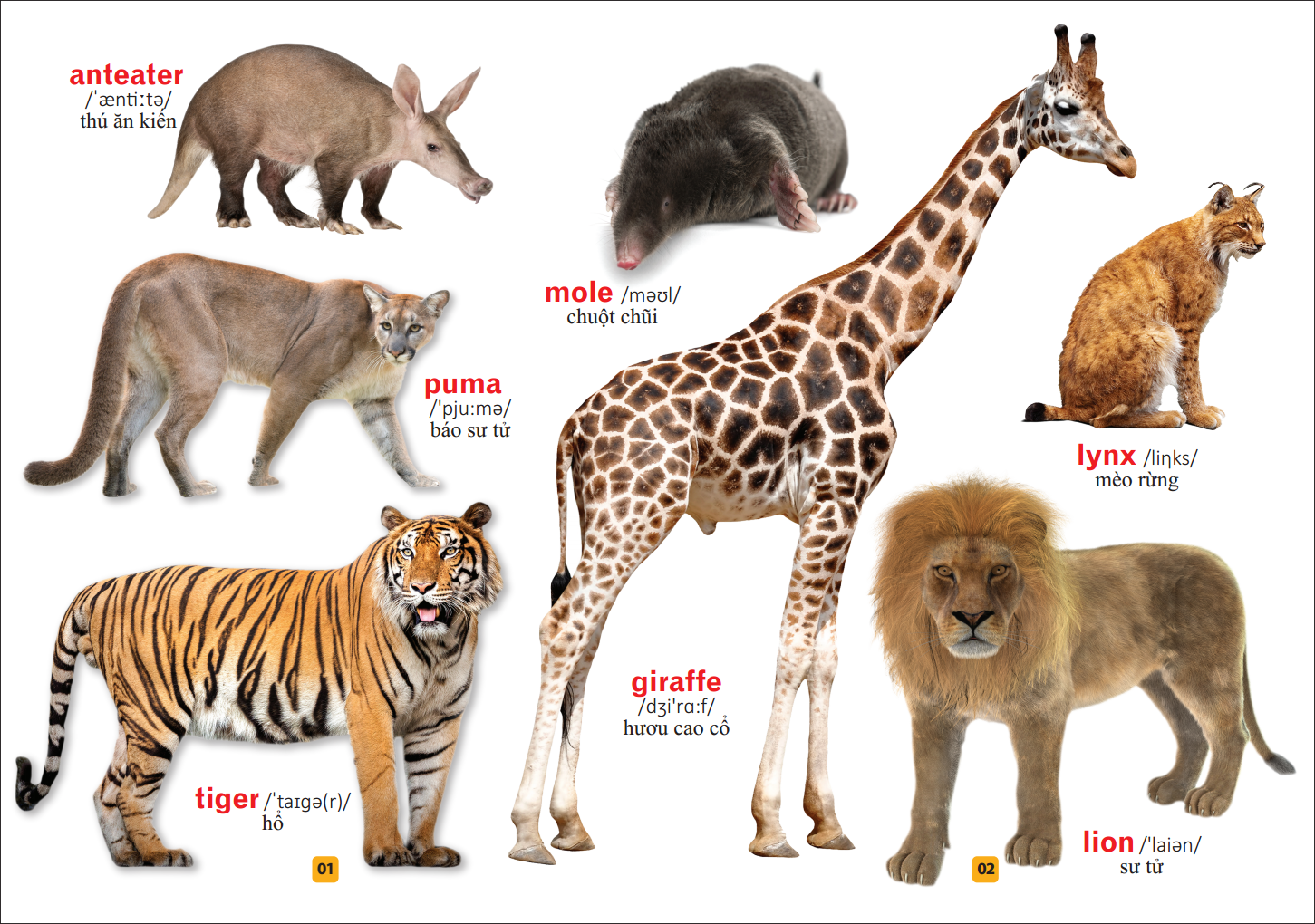 từ điển bằng tranh - thế giới động vật (tái bản)