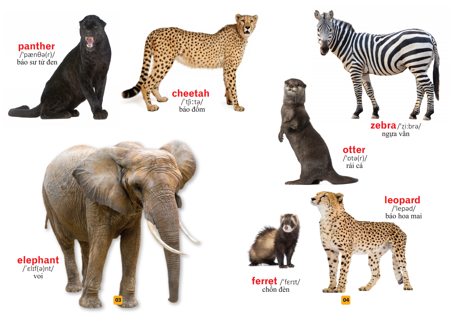 từ điển bằng tranh - thế giới động vật (tái bản)