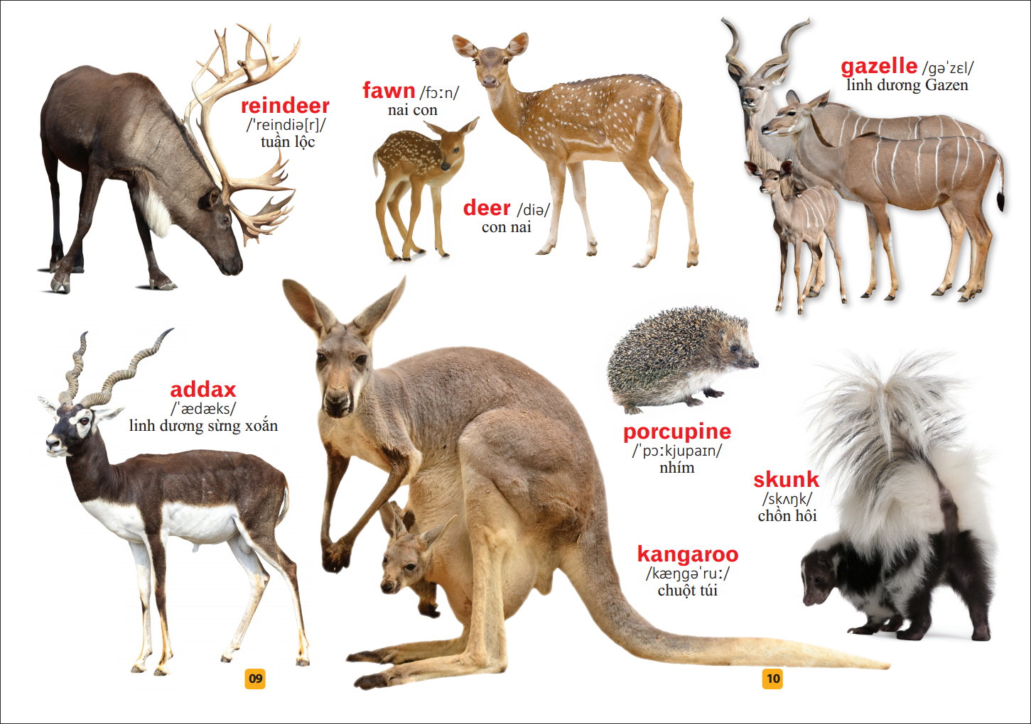 từ điển bằng tranh - thế giới động vật (tái bản)