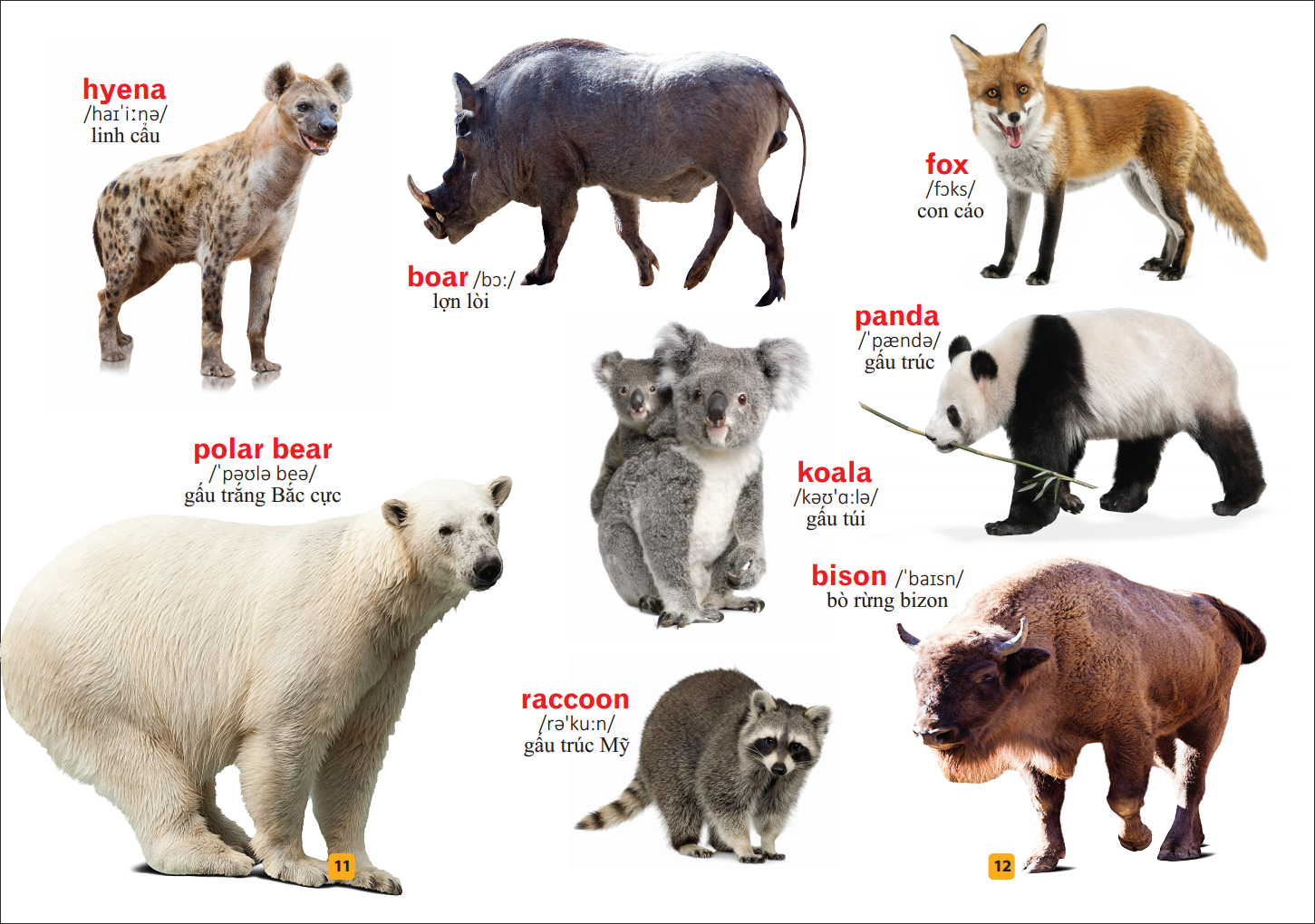 từ điển bằng tranh - thế giới động vật (tái bản)