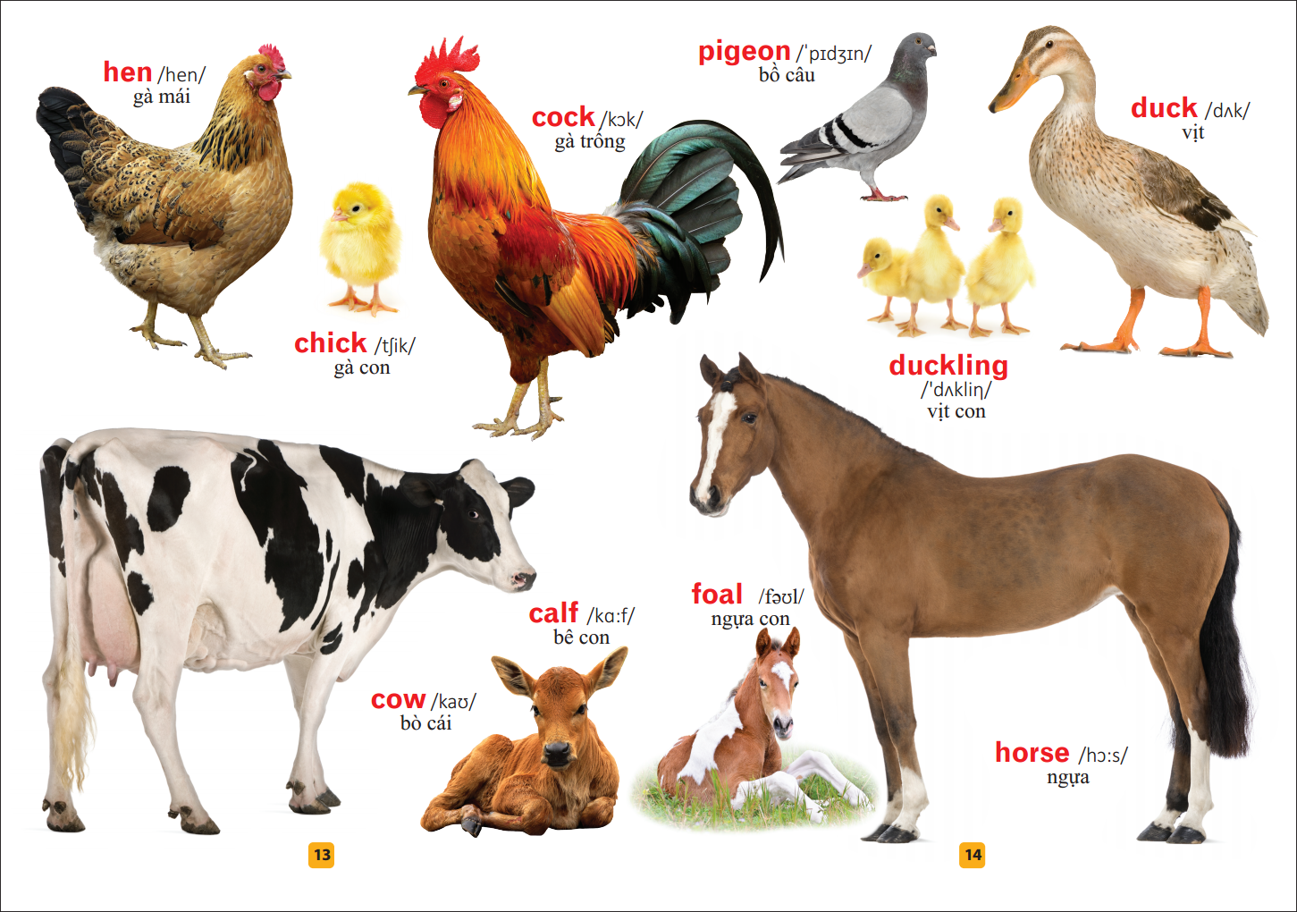 từ điển bằng tranh - thế giới động vật (tái bản)