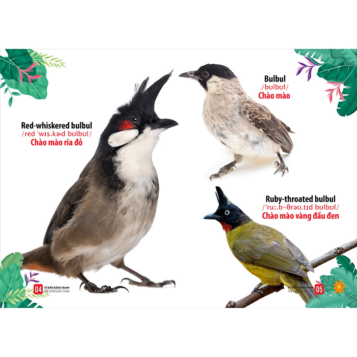 từ điển bằng tranh - thế giới loài chim