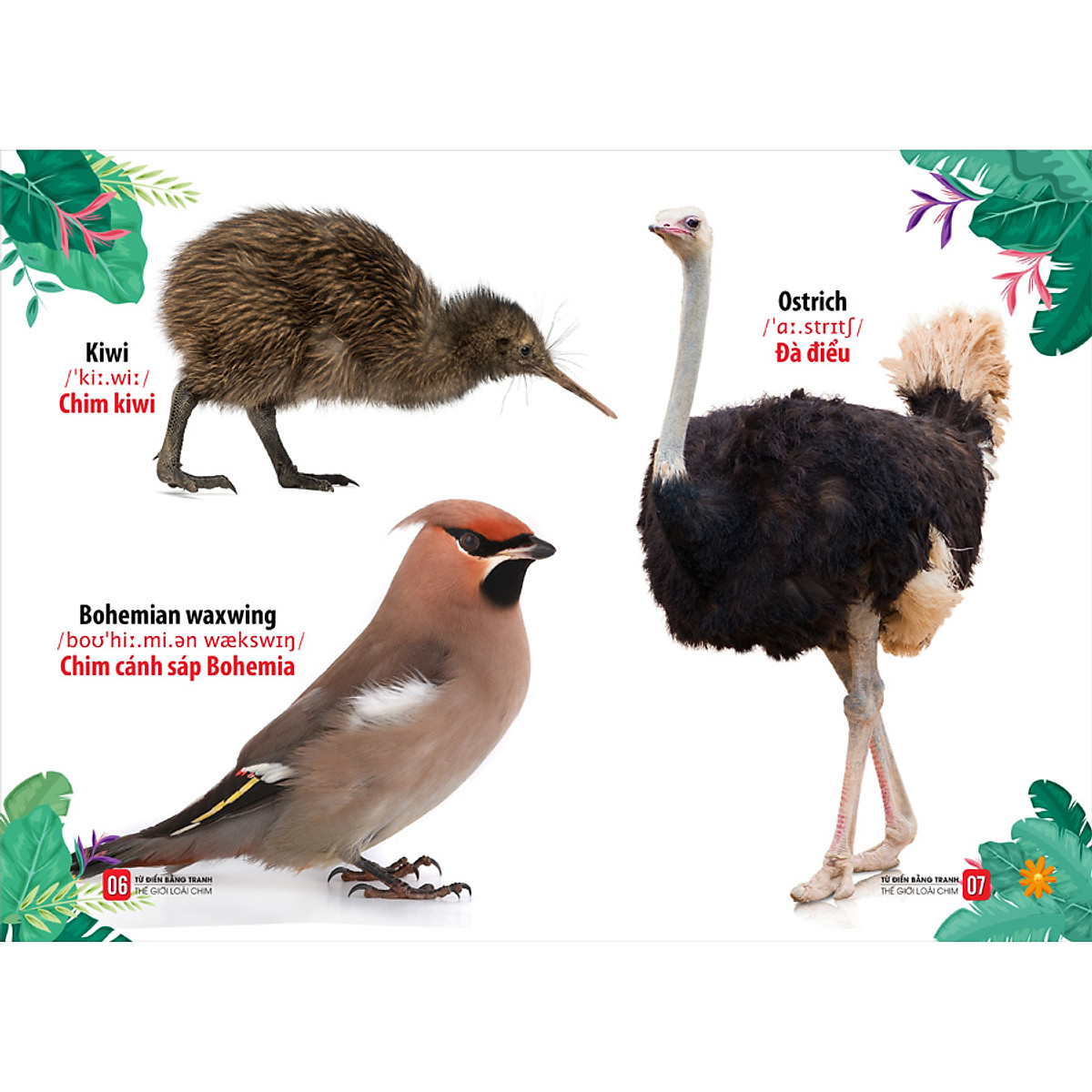 từ điển bằng tranh - thế giới loài chim