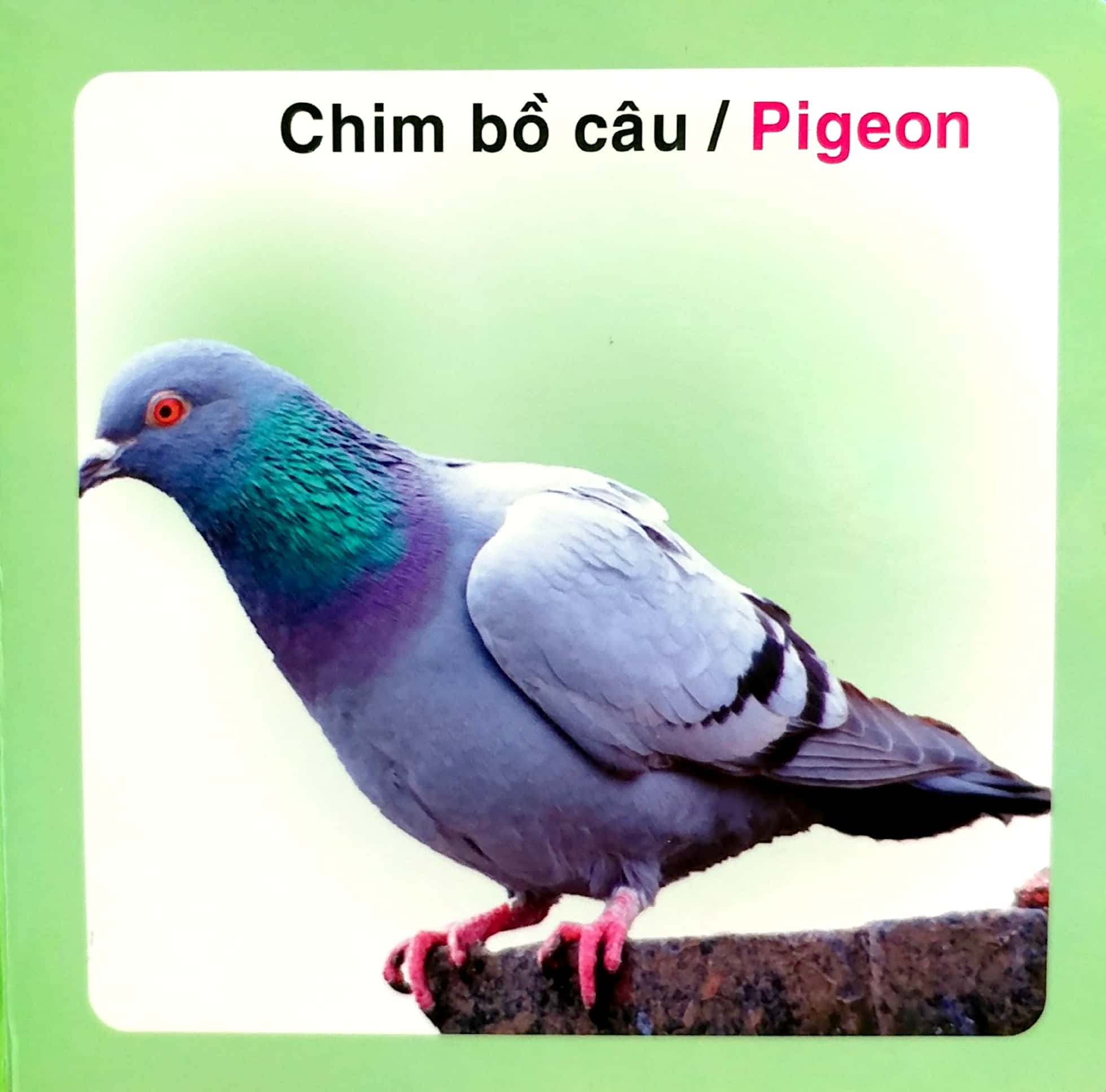từ điển hình ảnh cho bé - các loài chim