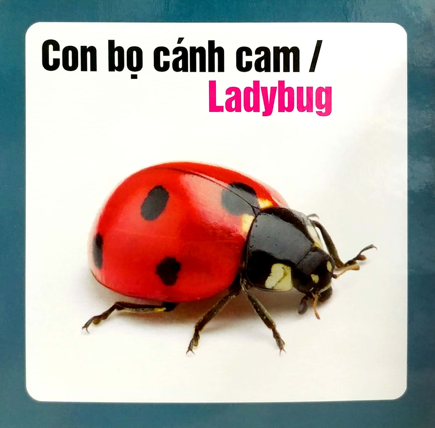 từ điển hình ảnh cho bé - côn trùng