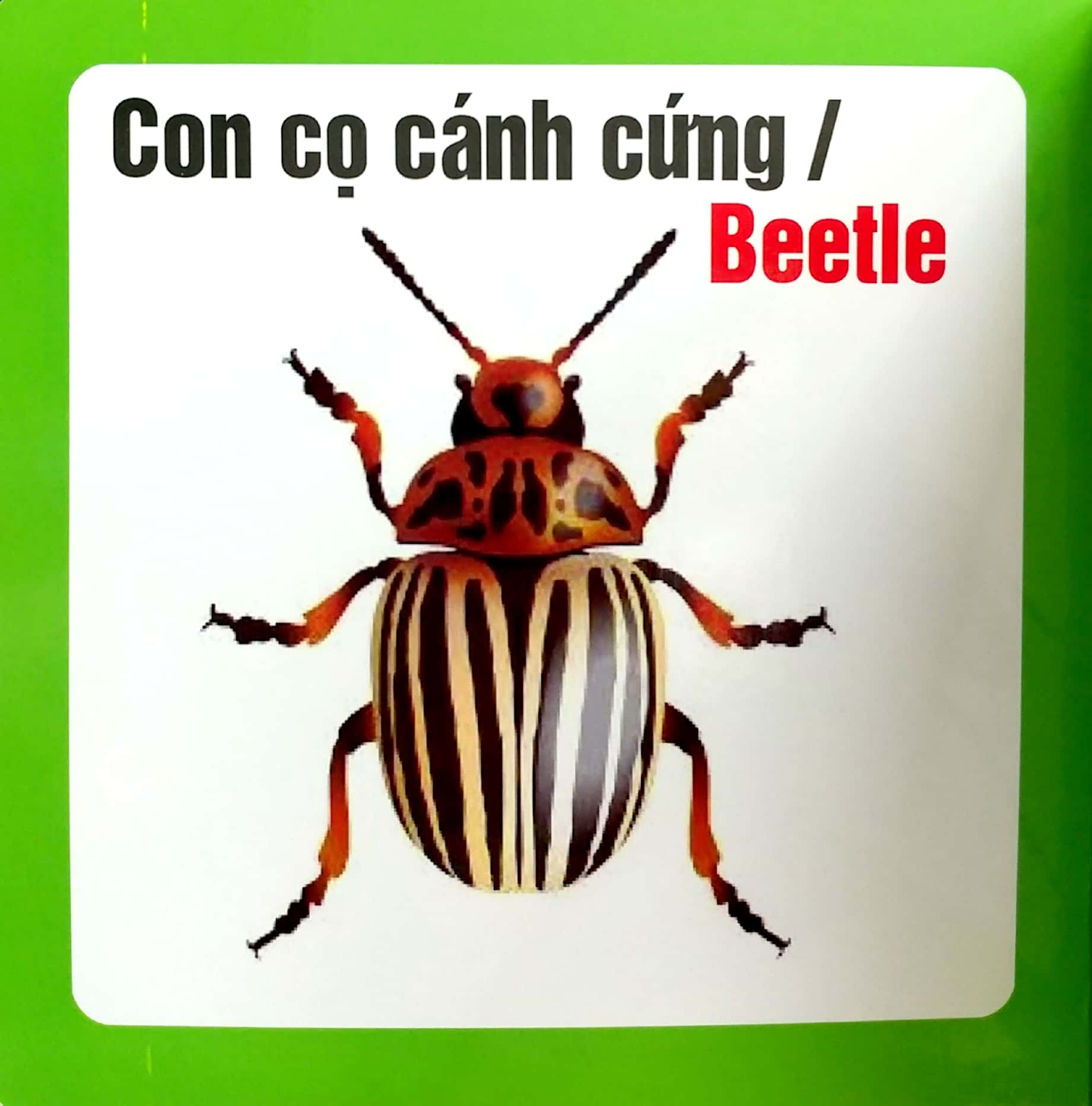 từ điển hình ảnh cho bé - côn trùng