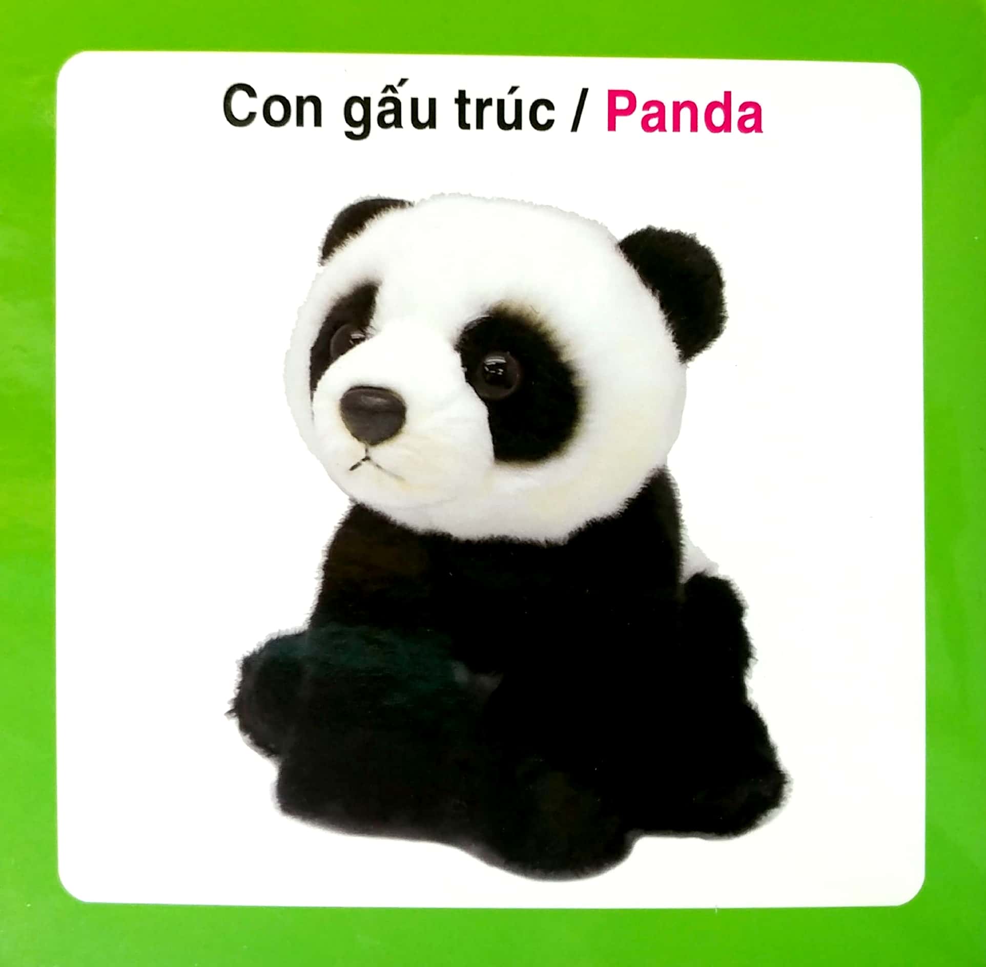 từ điển hình ảnh cho bé - động vật hoang dã