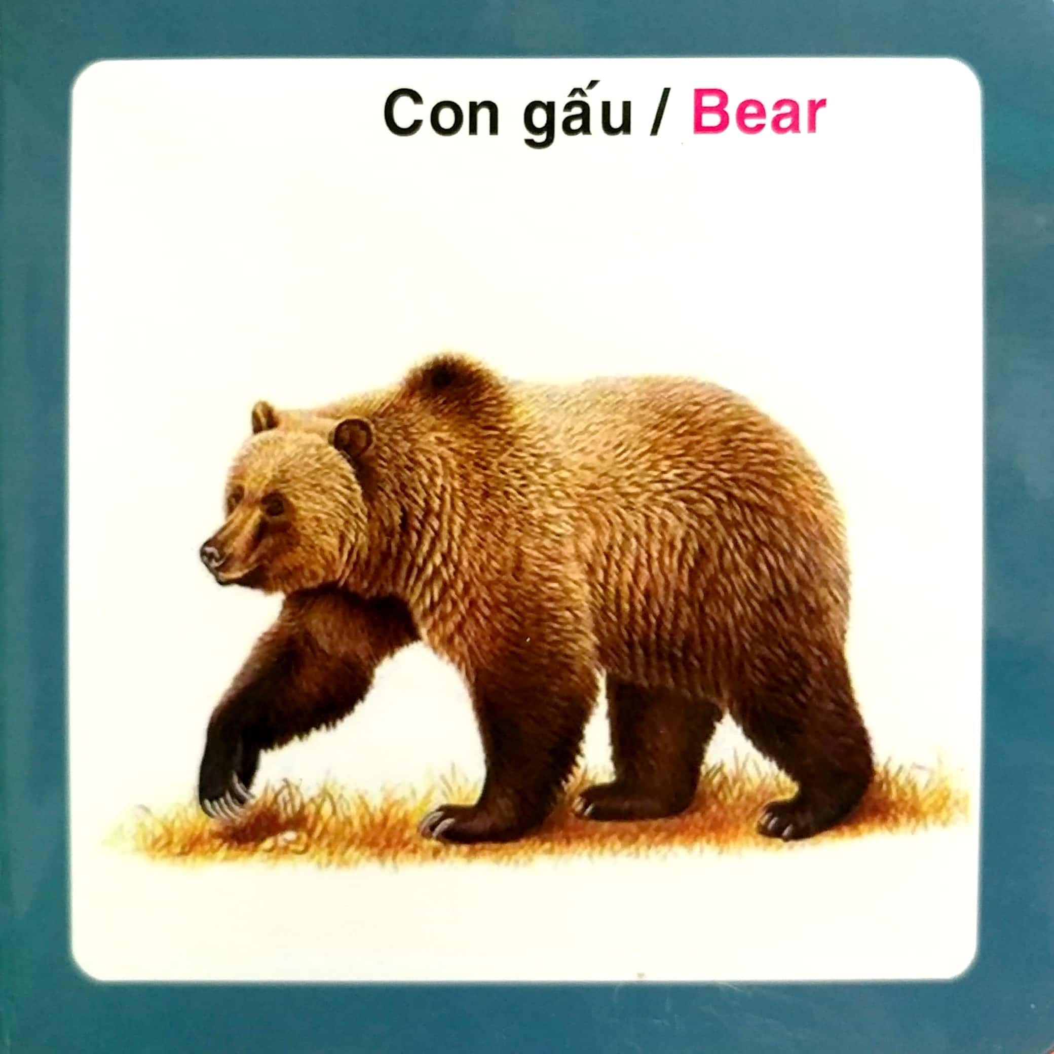 từ điển hình ảnh cho bé - động vật hoang dã