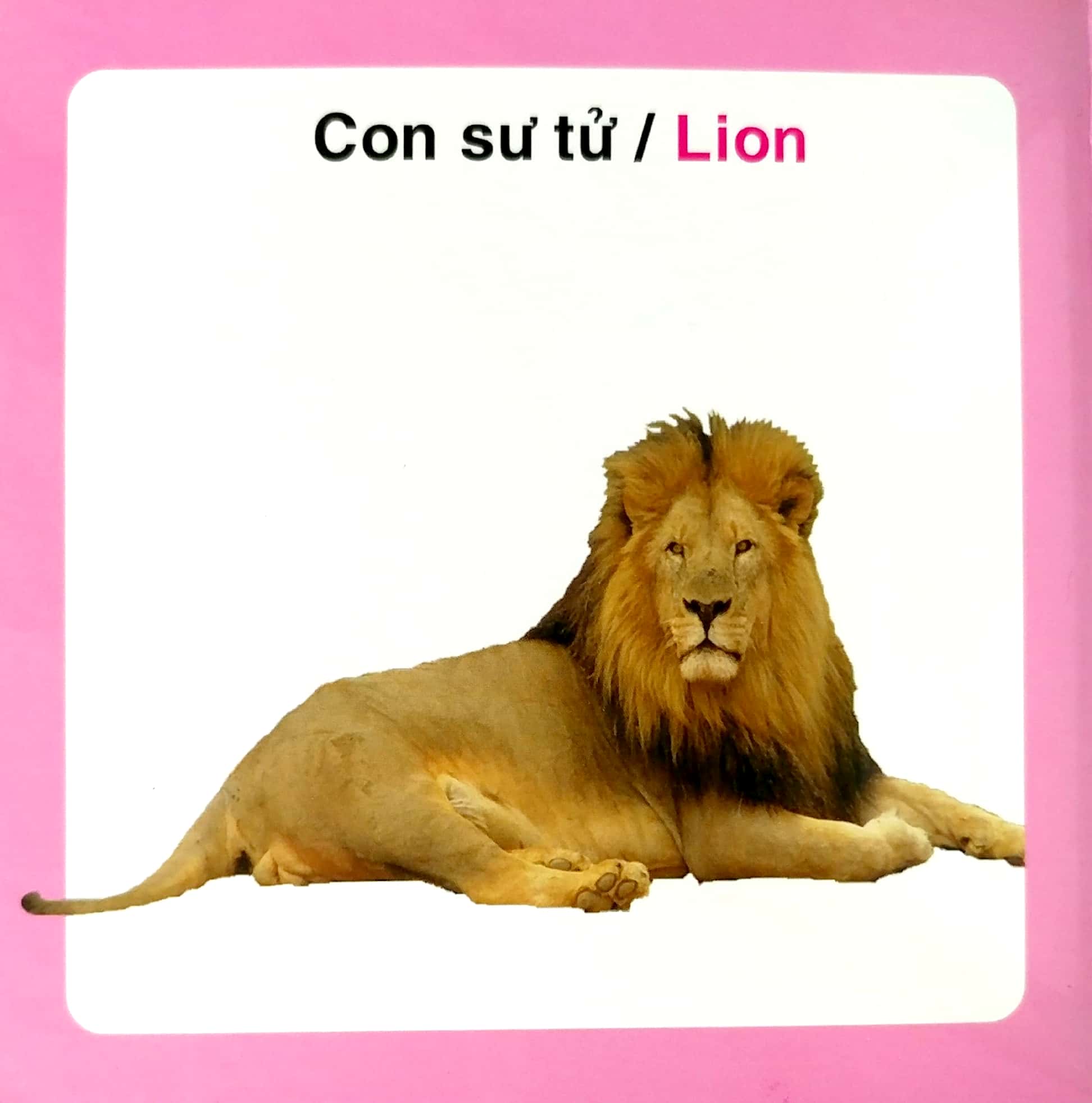 từ điển hình ảnh cho bé - động vật hoang dã