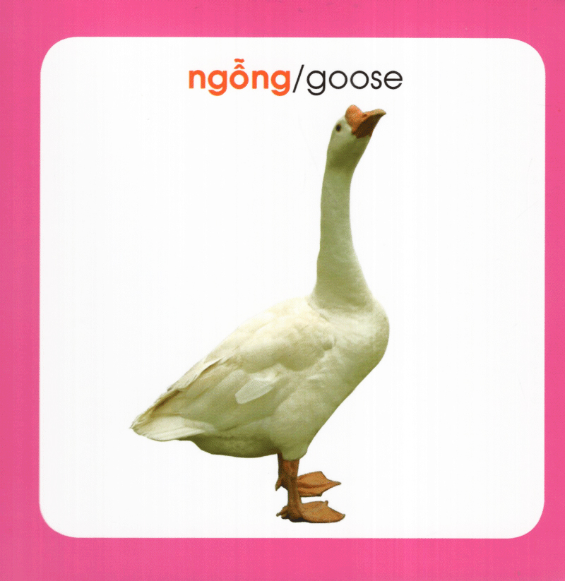 từ điển hình ảnh cho bé - động vật (tái bản 2019)