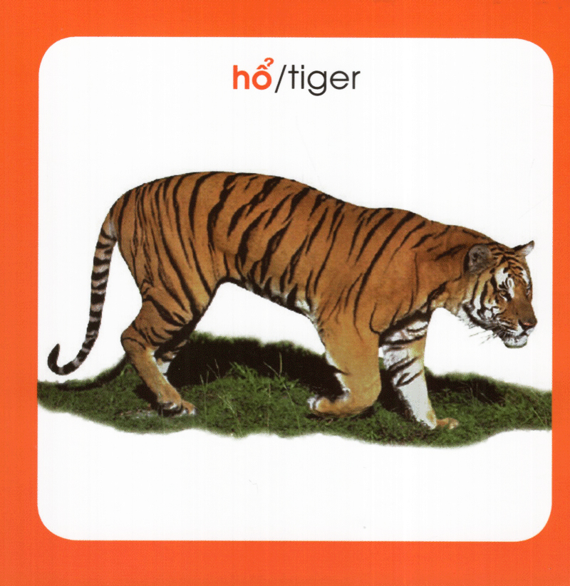 từ điển hình ảnh cho bé - động vật (tái bản 2019)