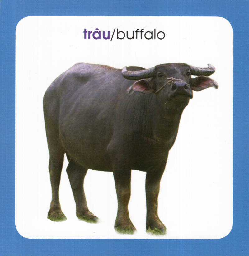 từ điển hình ảnh cho bé - động vật (tái bản 2019)