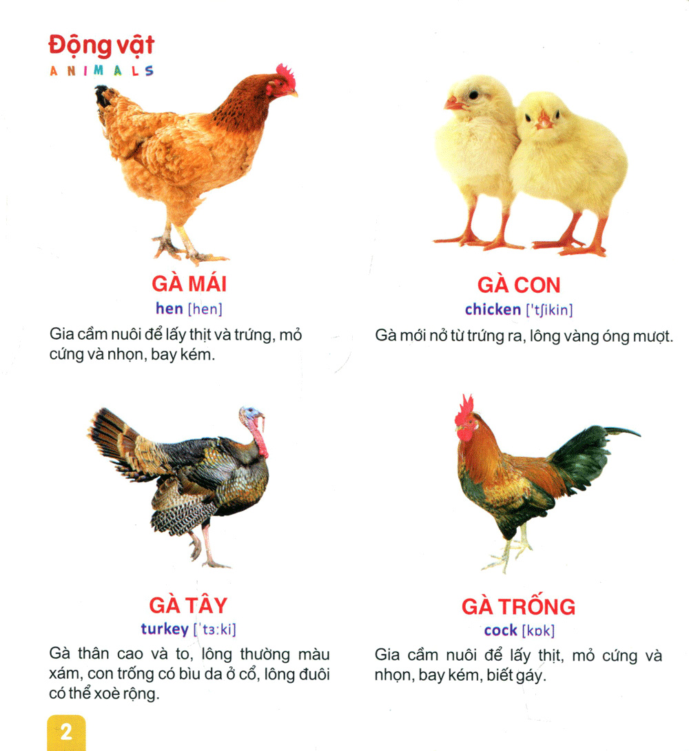 từ điển tranh dành cho thiếu nhi - động vật, cá