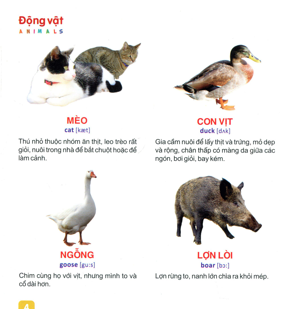 từ điển tranh dành cho thiếu nhi - động vật, cá