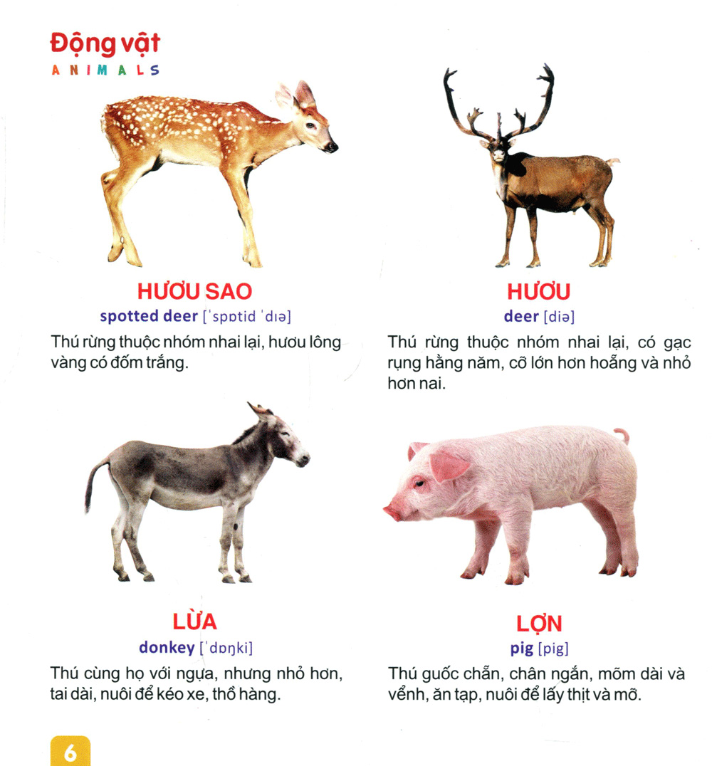 từ điển tranh dành cho thiếu nhi - động vật, cá