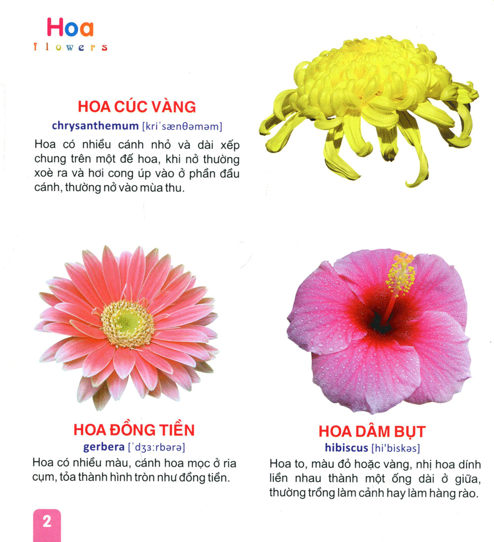 từ điển tranh dành cho thiếu nhi - hoa, trái cây