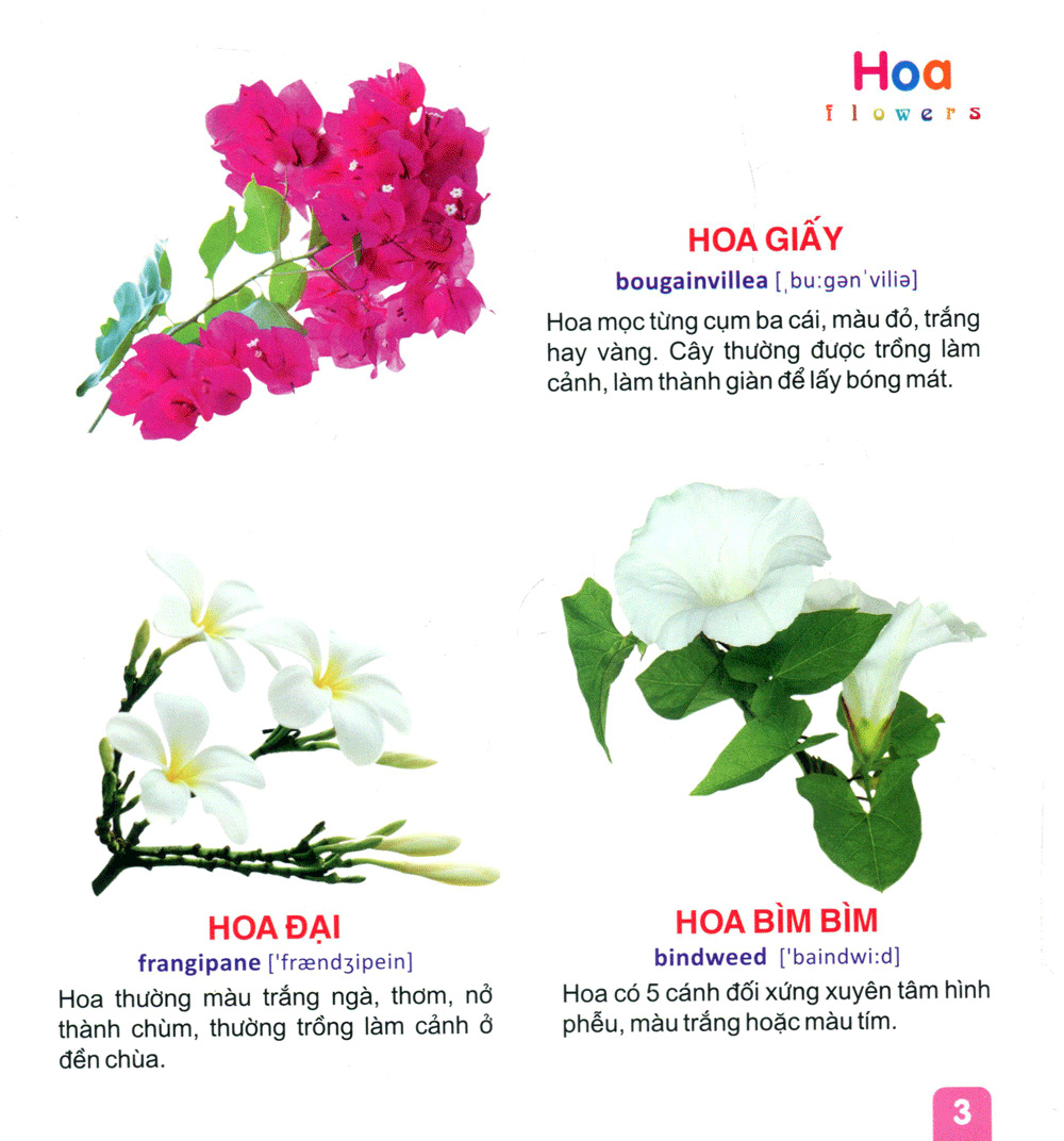 từ điển tranh dành cho thiếu nhi - hoa, trái cây