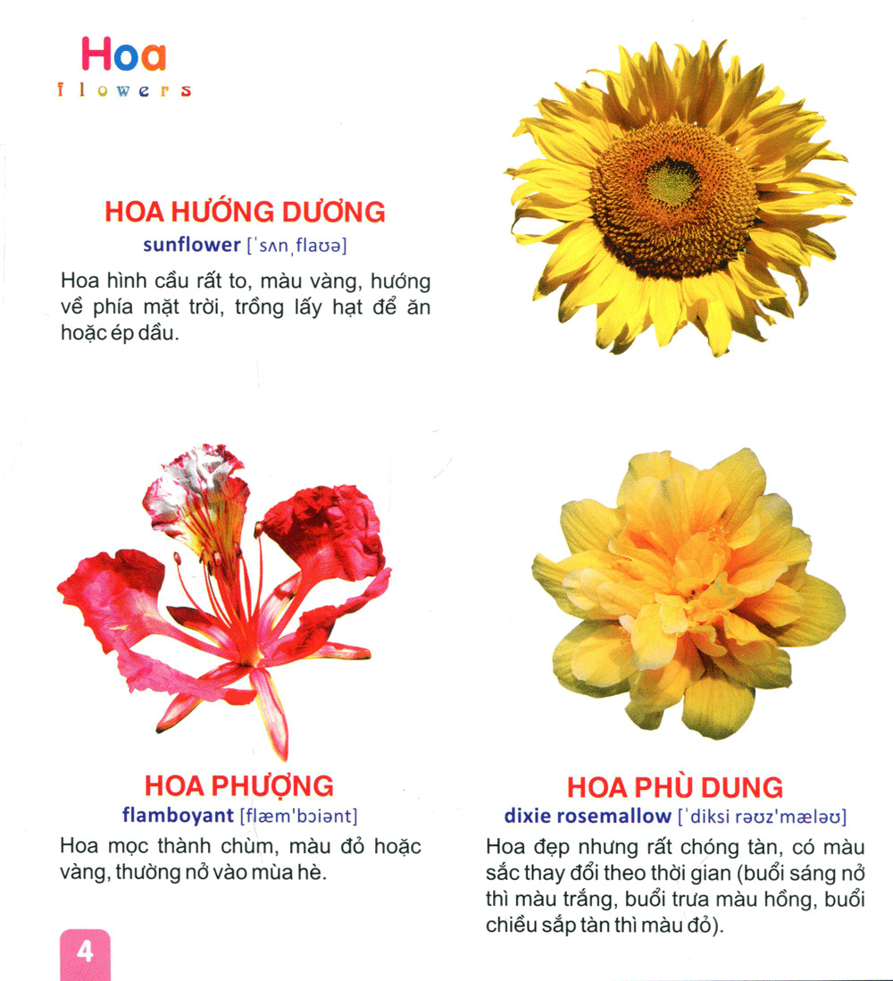 từ điển tranh dành cho thiếu nhi - hoa, trái cây
