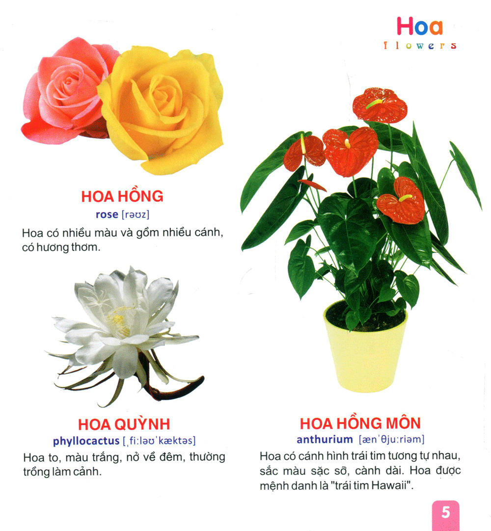 từ điển tranh dành cho thiếu nhi - hoa, trái cây