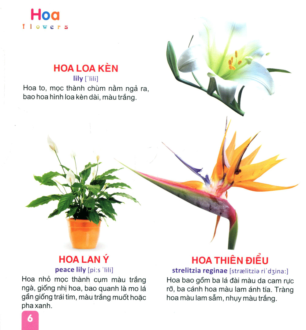 từ điển tranh dành cho thiếu nhi - hoa, trái cây