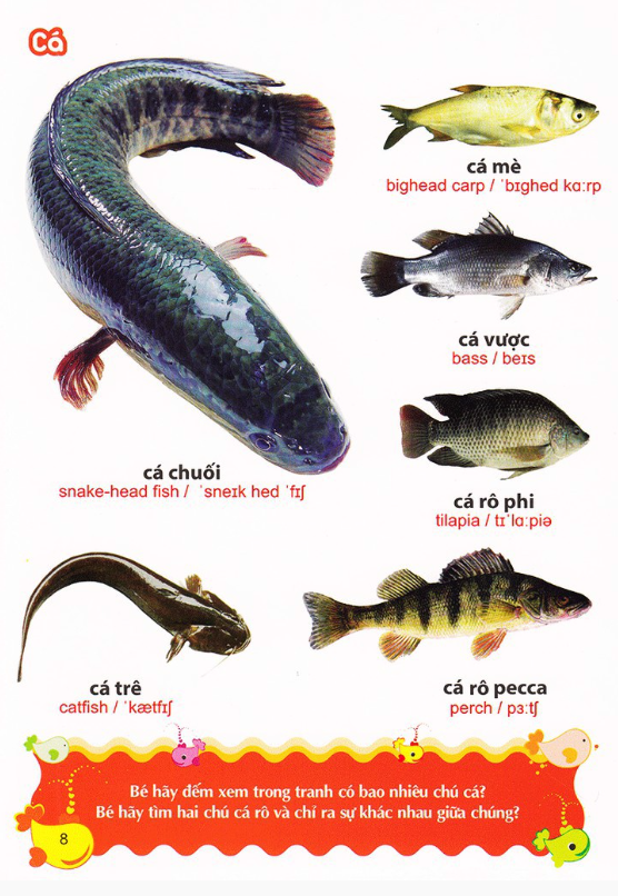 từ điển tranh về các con vật (2022)