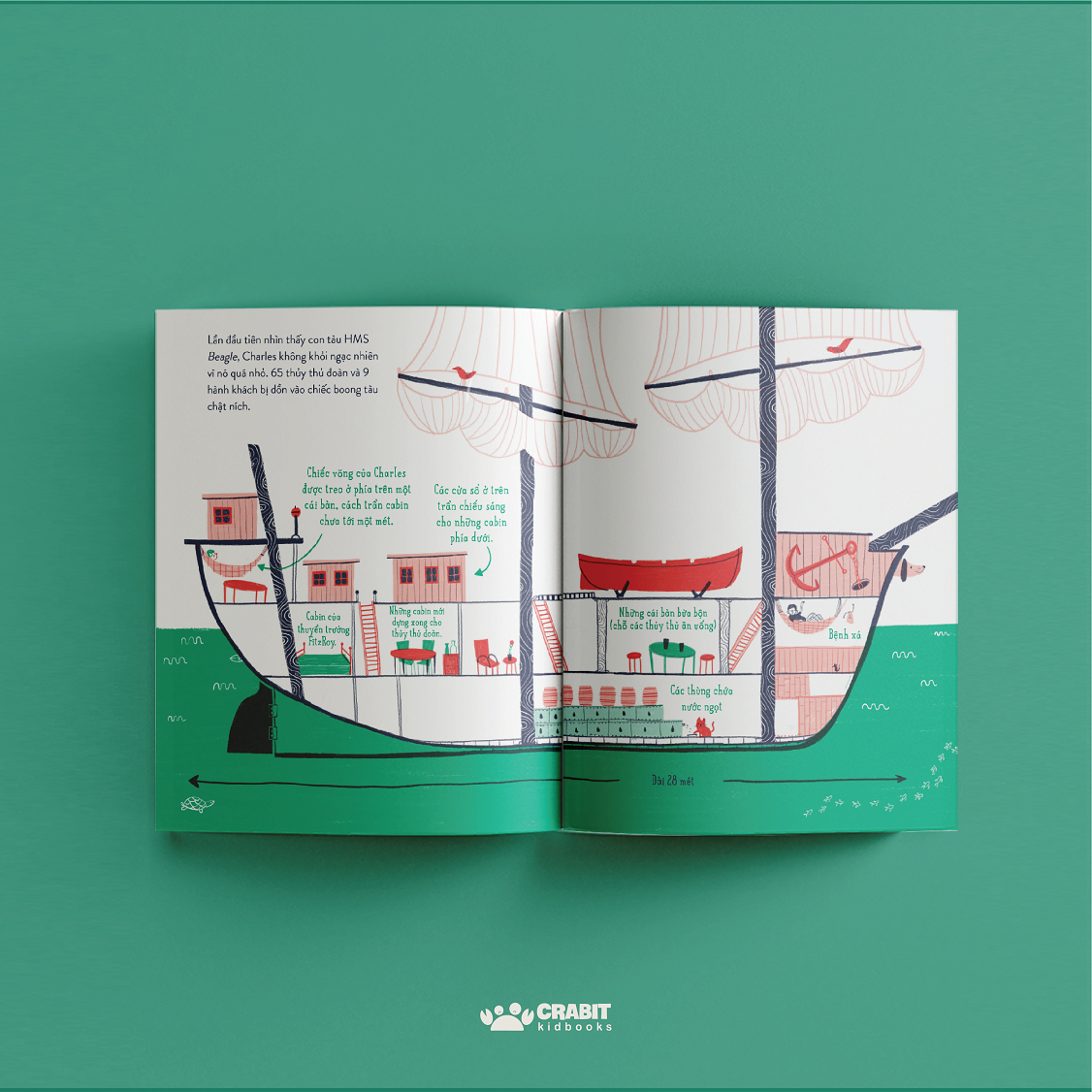 từ nhỏ bé đến phi thường - charles darwin - bìa cứng