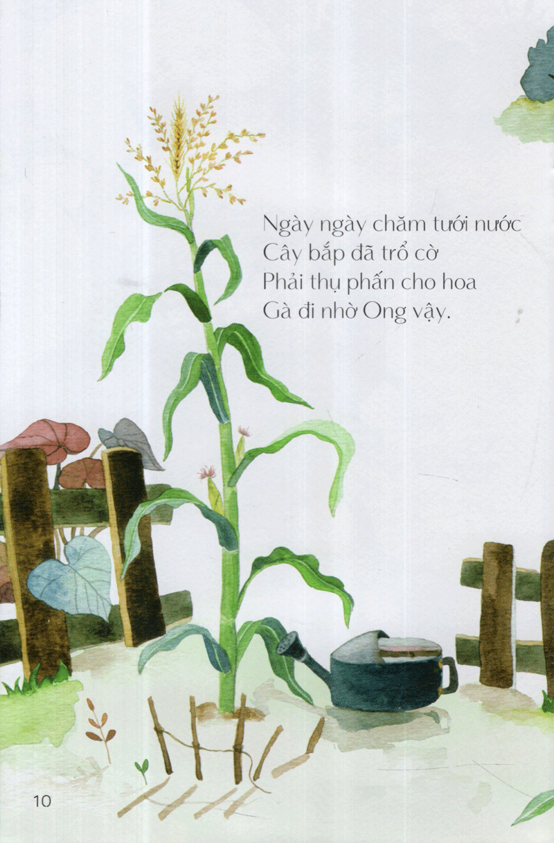 từ những hạt mầm - gà choai trồng bắp (tái bản 2019)