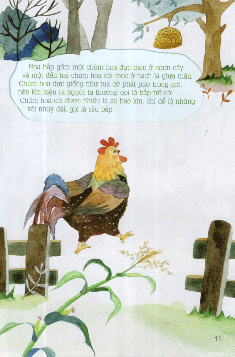 từ những hạt mầm - gà choai trồng bắp (tái bản 2019)