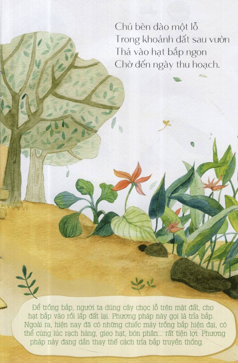 từ những hạt mầm - gà choai trồng bắp (tái bản 2019)