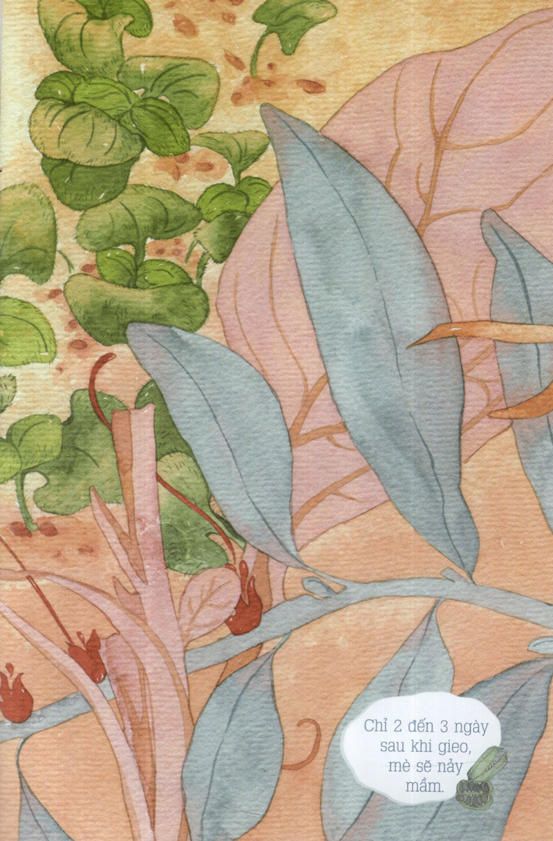 từ những hạt mầm - kiến đen tìm mè (tái bản 2019)