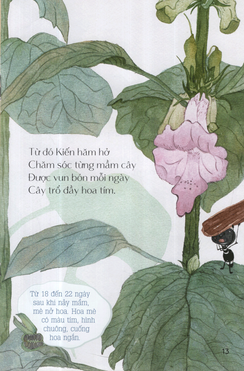 từ những hạt mầm - kiến đen tìm mè (tái bản 2019)