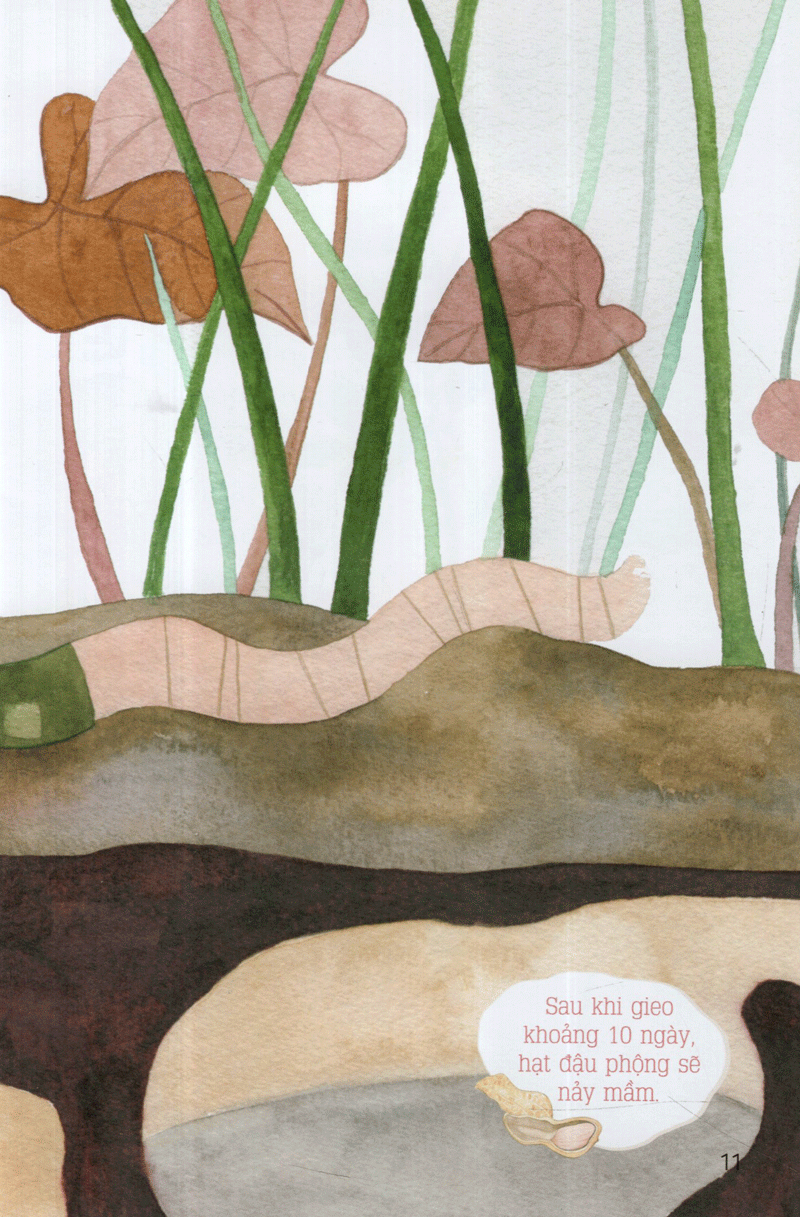 từ những hạt mầm - vườn đậu của giun (tái bản 2019)