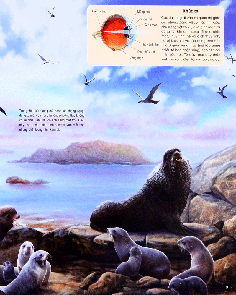 tủ sách thế giới động vật - giác quan và giao tiếp (hình minh họa 3d)