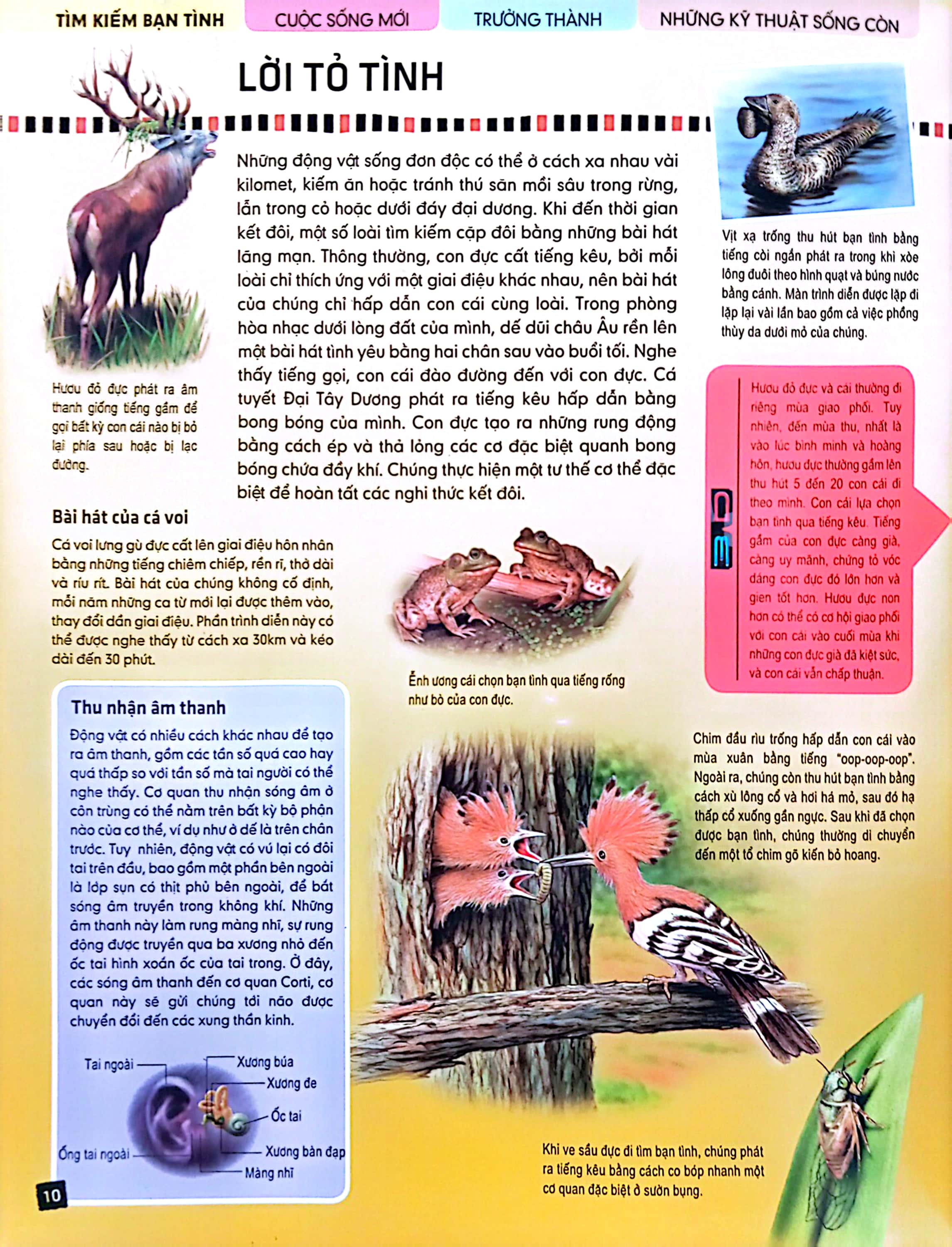 tủ sách thế giới động vật - kết đôi và sinh sản (hình minh họa 3d)