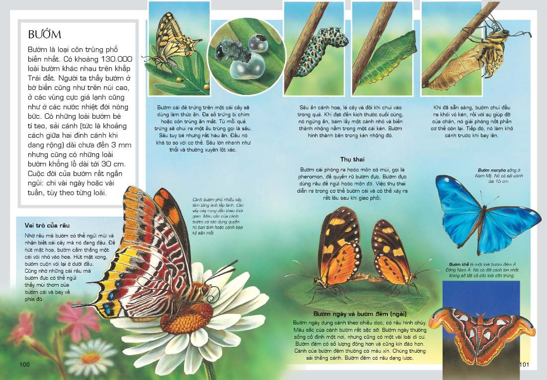 tủ sách tri thức bách khoa bằng hình - thế giới động vật (tái bản 2018)