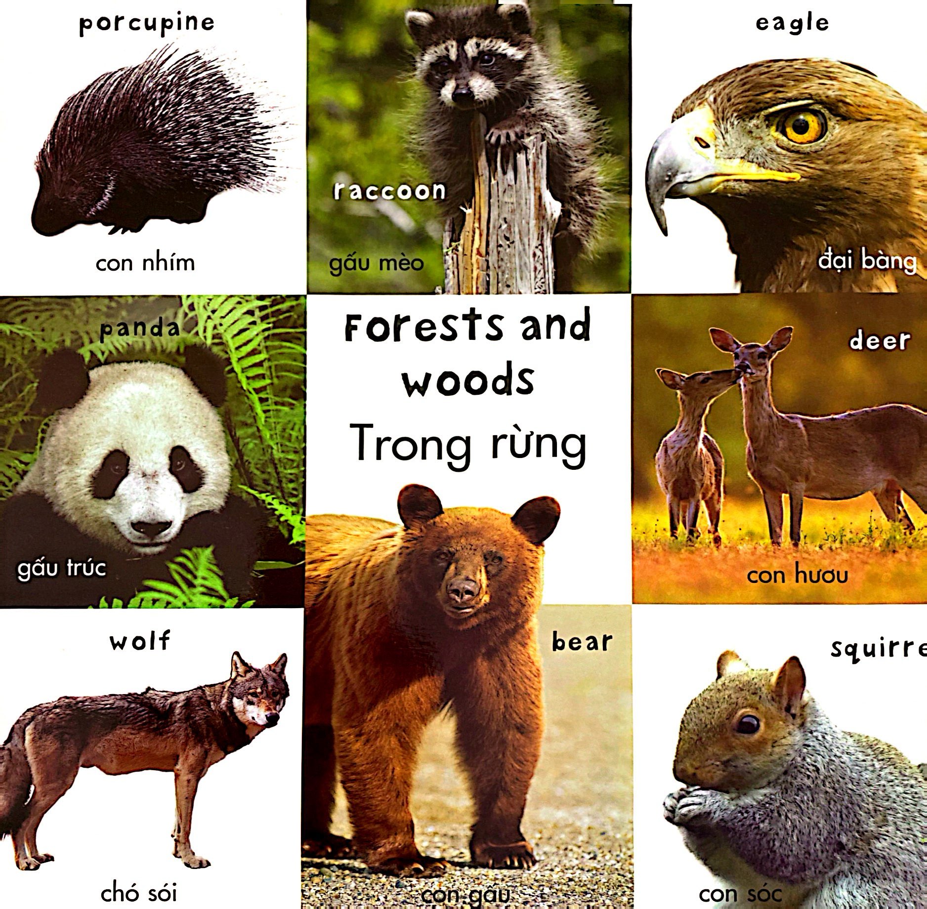 từ vựng đầu đời của bé - 100 loài động vật đầu tiên