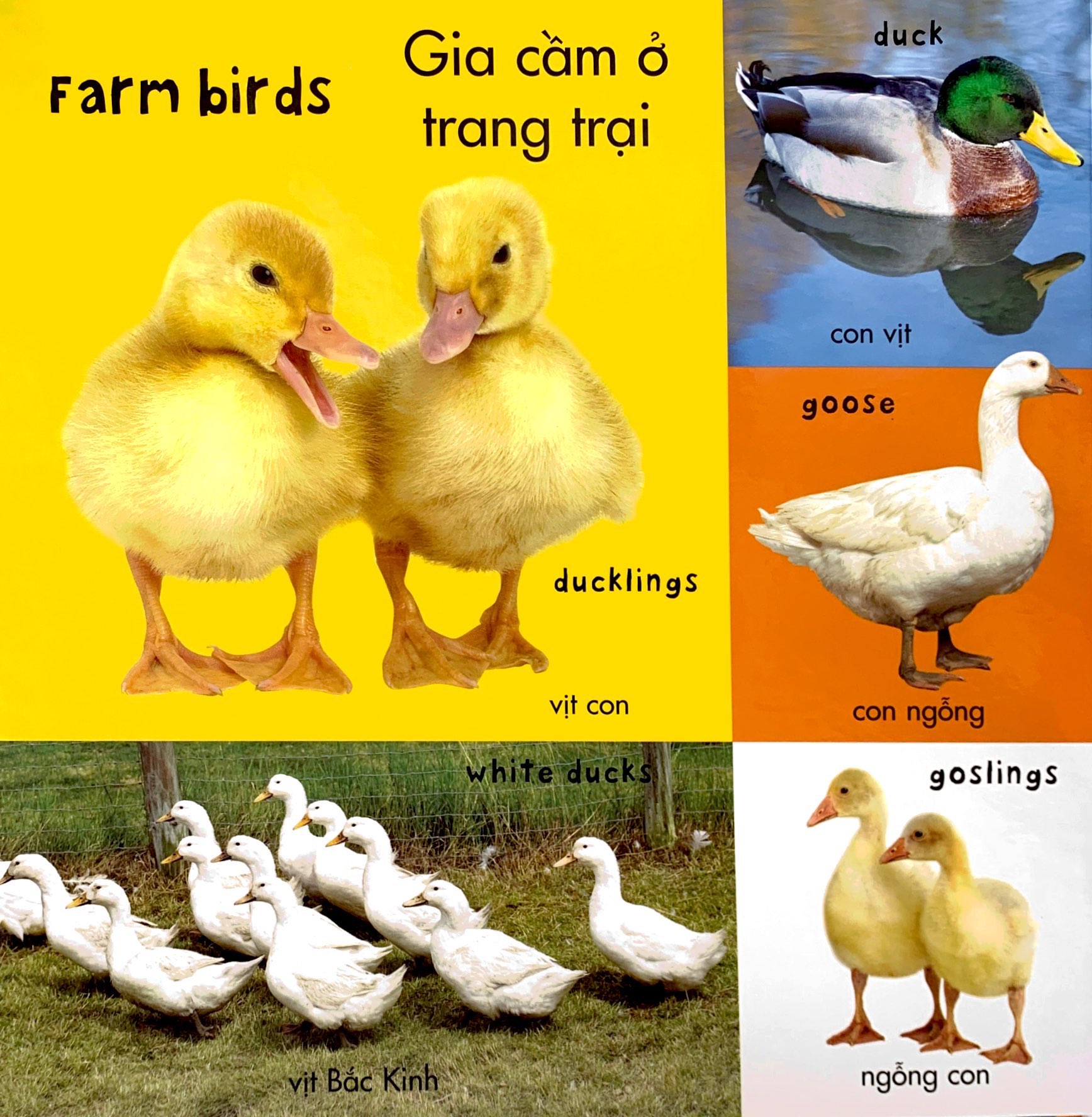 từ vựng đầu đời của bé - 100 từ vựng đầu tiên về trang trại